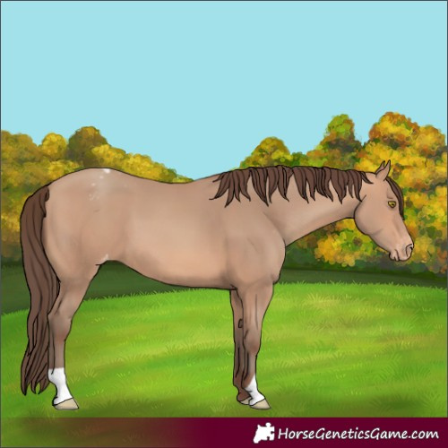 Horse Color:Amber Champagne Appaloosa 