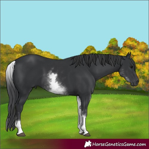 Horse Color:White Spotted Black