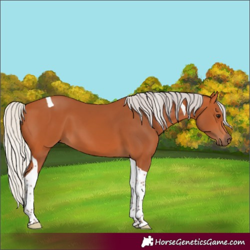 Horse Color:Silver Bay Tobiano