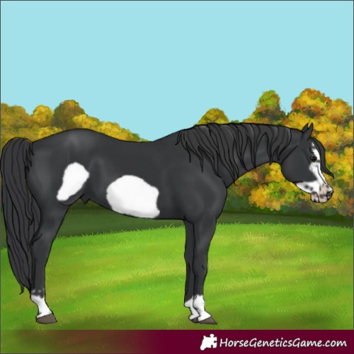 Horse Color:Black Frame 