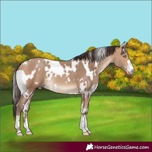 Horse Color:White Spotted Amber Champagne 