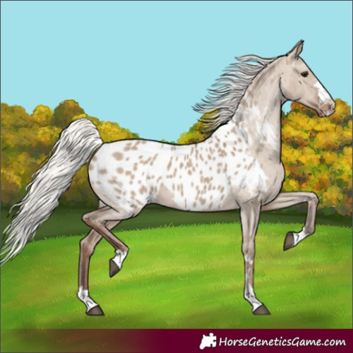 Horse Color:Silver Grullo Near Leopard 