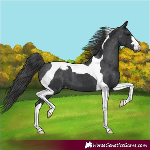 Horse Color:Black Tobiano Varnish 