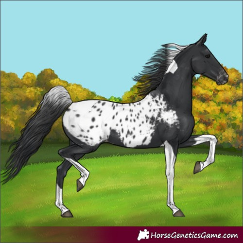 Horse Color:Black Tobiano Appaloosa 