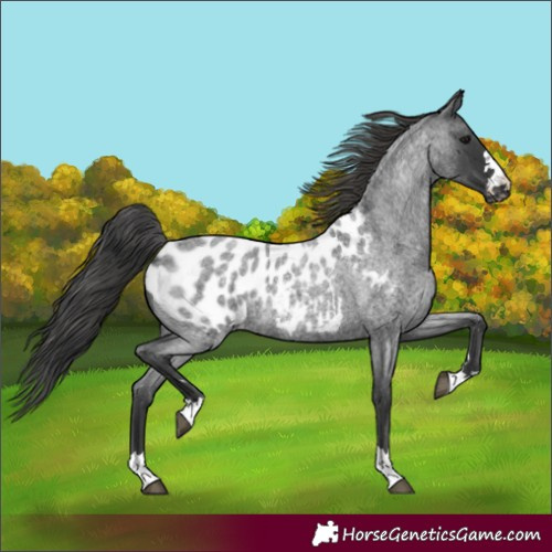 Horse Color:Blue Roan Near Leopard Rabicano