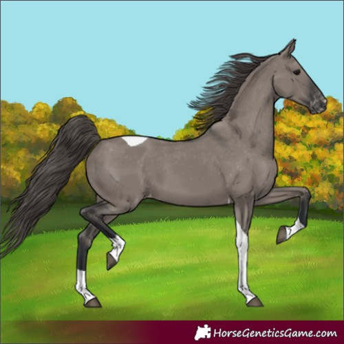 Horse Color:Grullo Tobiano Varnish