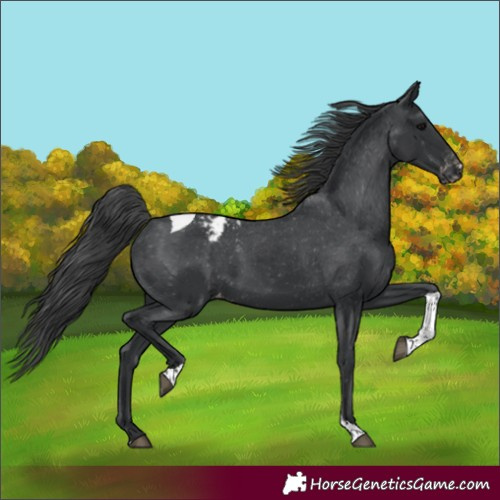Horse Color:Black Tobiano Varnish Rabicano