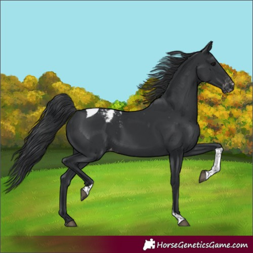 Horse Color:Black Tobiano Appaloosa Rabicano