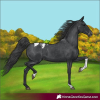 Horse Color:Black Tobiano Varnish Rabicano