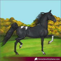 Horse Color:Black Tobiano Appaloosa Rabicano 