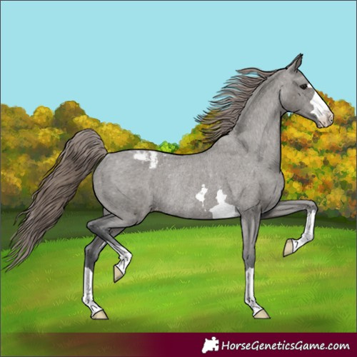 Horse Color:Grullo Appaloosa Rabicano