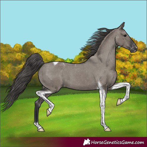 Horse Color:Grullo Tobiano Varnish 