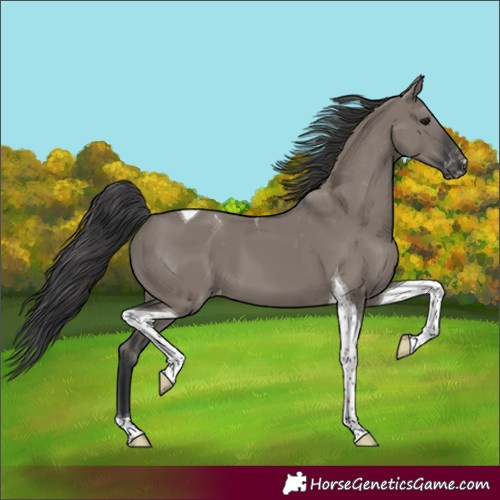 Horse Color:Grullo Tobiano Appaloosa 