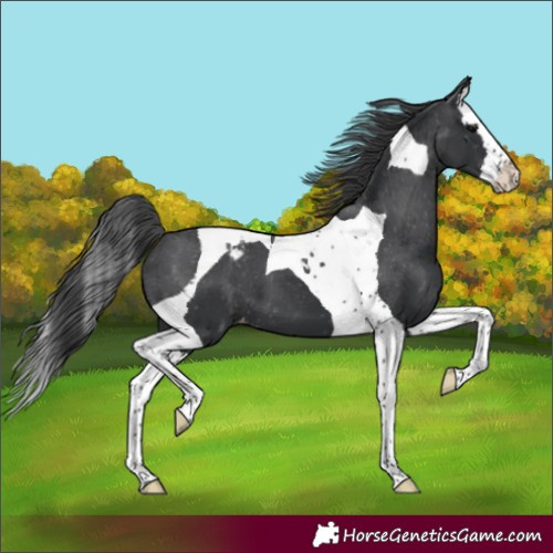 Horse Color:Black Splash Tobiano Varnish