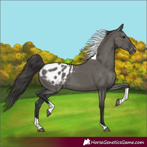 Horse Color:Grullo Tobiano Blanket