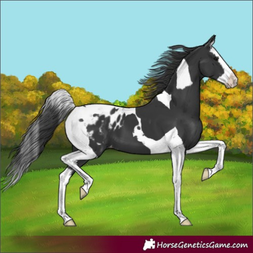 Horse Color:Black Splash Tobiano Blanket 