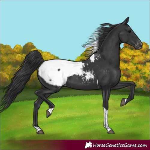 Horse Color:Black Tobiano Snowcap 