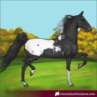 Horse Color:Black Tobiano Appaloosa 