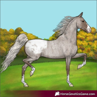 Horse Color:Silver Blue Roan Snowcap Rabicano