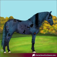 Horse Color:ERROR: UNKNOWN ANOMALY