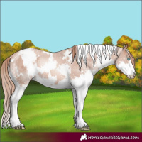 Horse Color:White Spotted Gold Champagne Splash Appaloosa 
