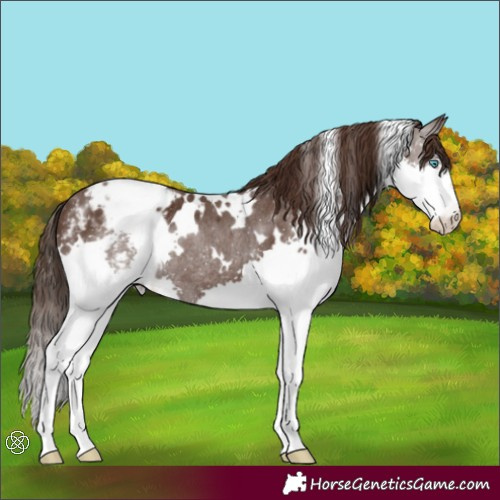 Horse Color:White Spotted Liver Chestnut Splash Varnish Rabicano 