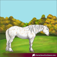 Horse Color:Silver Buckskin Dun Frame Appaloosa 