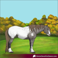 Horse Color:Smoky Grullo Sabino Frame Appaloosa 