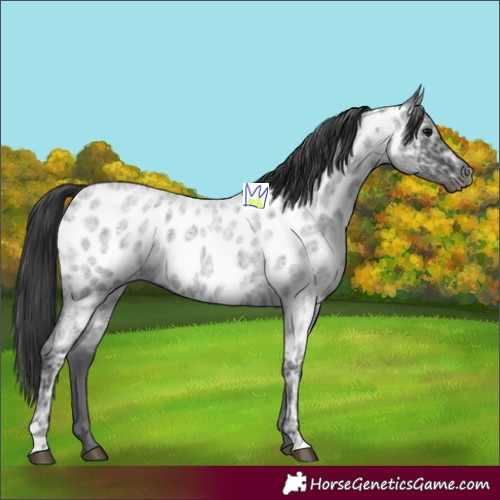 Horse Color:Blue Ice Roan Appaloosa