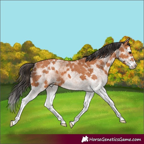 Horse Color:White Spotted Bay Splash 