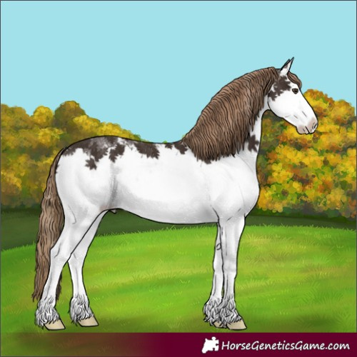 Horse Color:Liver Chestnut Sabino Splash 
