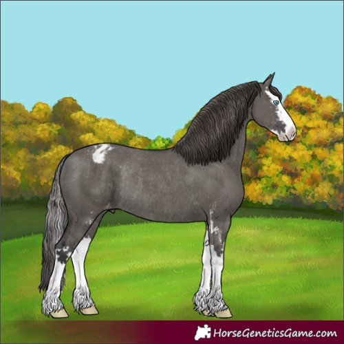 Horse Color:Grullo Sabino Splash Appaloosa Rabicano 