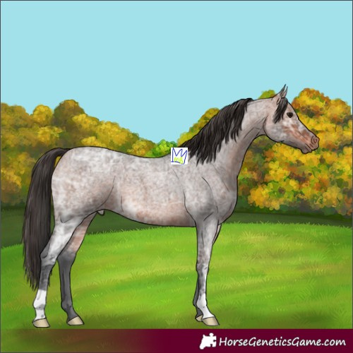 Horse Color:Bay Ice Roan 
