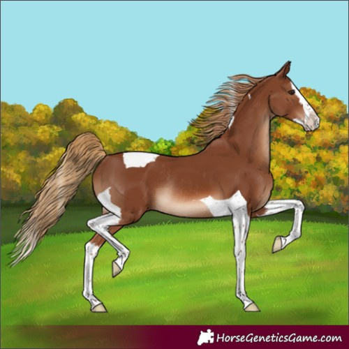 Horse Color:Chestnut Splash Tobiano Rabicano 