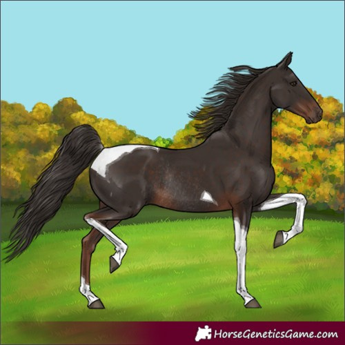 Horse Color:Liver Chestnut Tobiano Rabicano