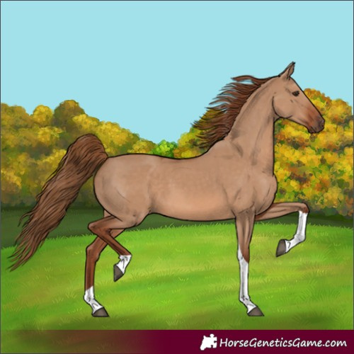Horse Color:Red Dun Tobiano Rabicano 