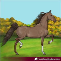 Horse Color:Liver Red Dun Tobiano Rabicano