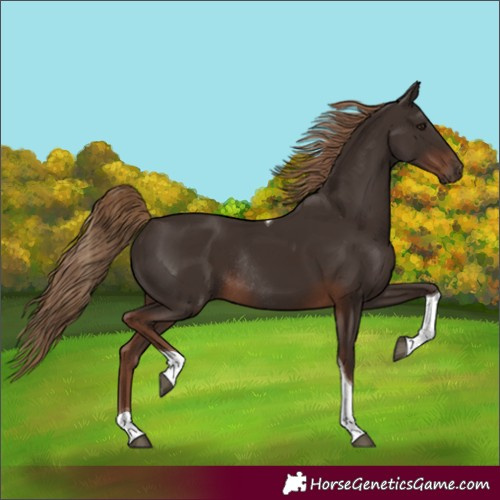 Horse Color:Liver Chestnut Tobiano Rabicano