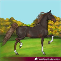 Horse Color:Liver Chestnut Tobiano Rabicano 