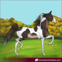 Horse Color:Liver Chestnut Splash Tobiano Rabicano