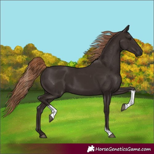 Horse Color:Liver Chestnut Tobiano 