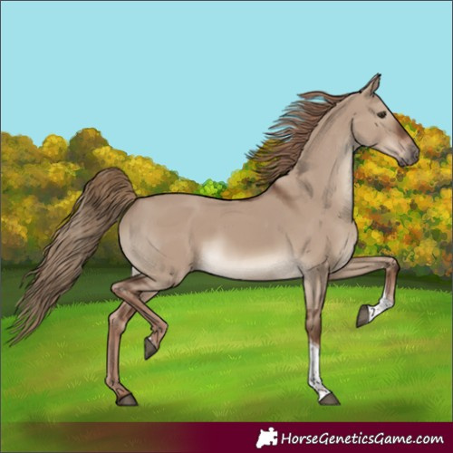 Horse Color:Liver Red Dun Tobiano Rabicano 