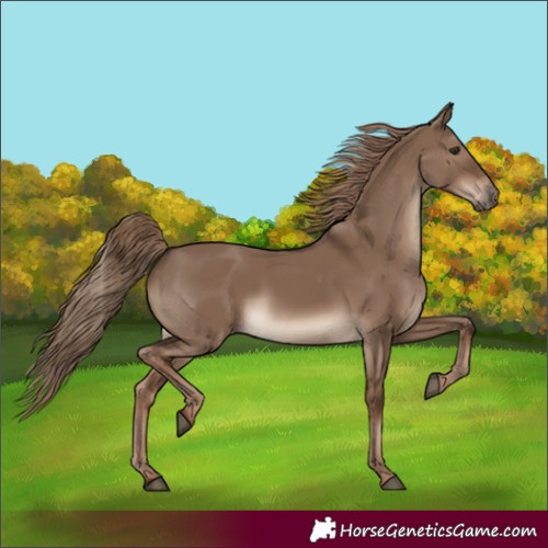 Horse Color:Liver Red Dun Rabicano