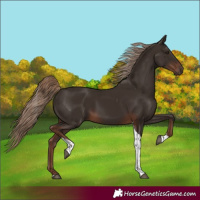 Horse Color:Liver Chestnut Tobiano Rabicano 