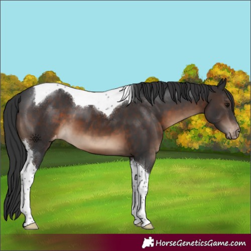 Horse Color:Brown Tobiano Appaloosa 