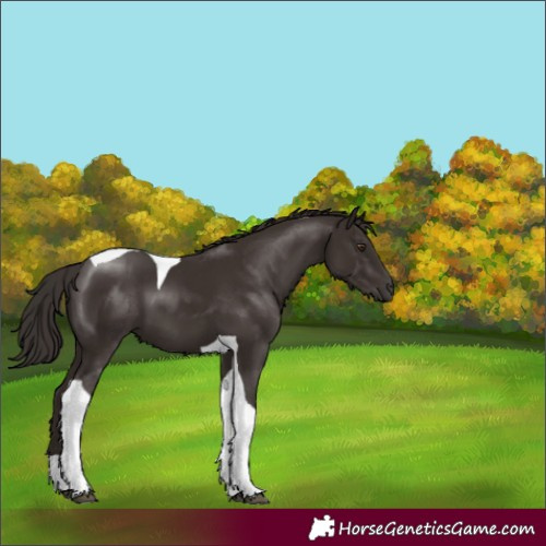 Horse Color:Liver Chestnut Tobiano 