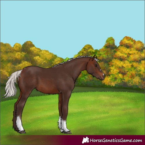 Horse Color:Silver Brown Tobiano
