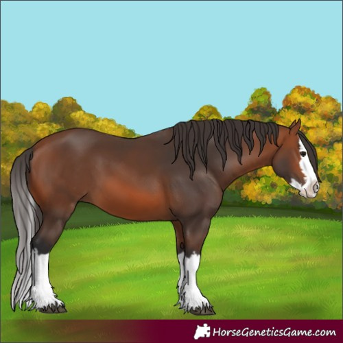 Horse Color:Bay Splash 
