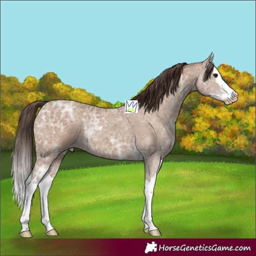 Horse Color:Classic Champagne Ice Splash
