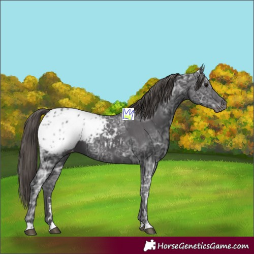 Horse Color:Smoky Black Ice Appaloosa